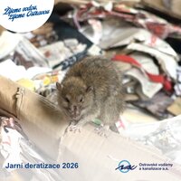 OVAK zahajuje jarní etapu plošné deratizace kanalizační sítě